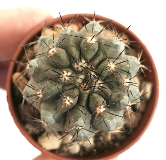 Copiapoa desertorum x serpentisulcata TX6 rare gray-green cactus with long dark spines in pot