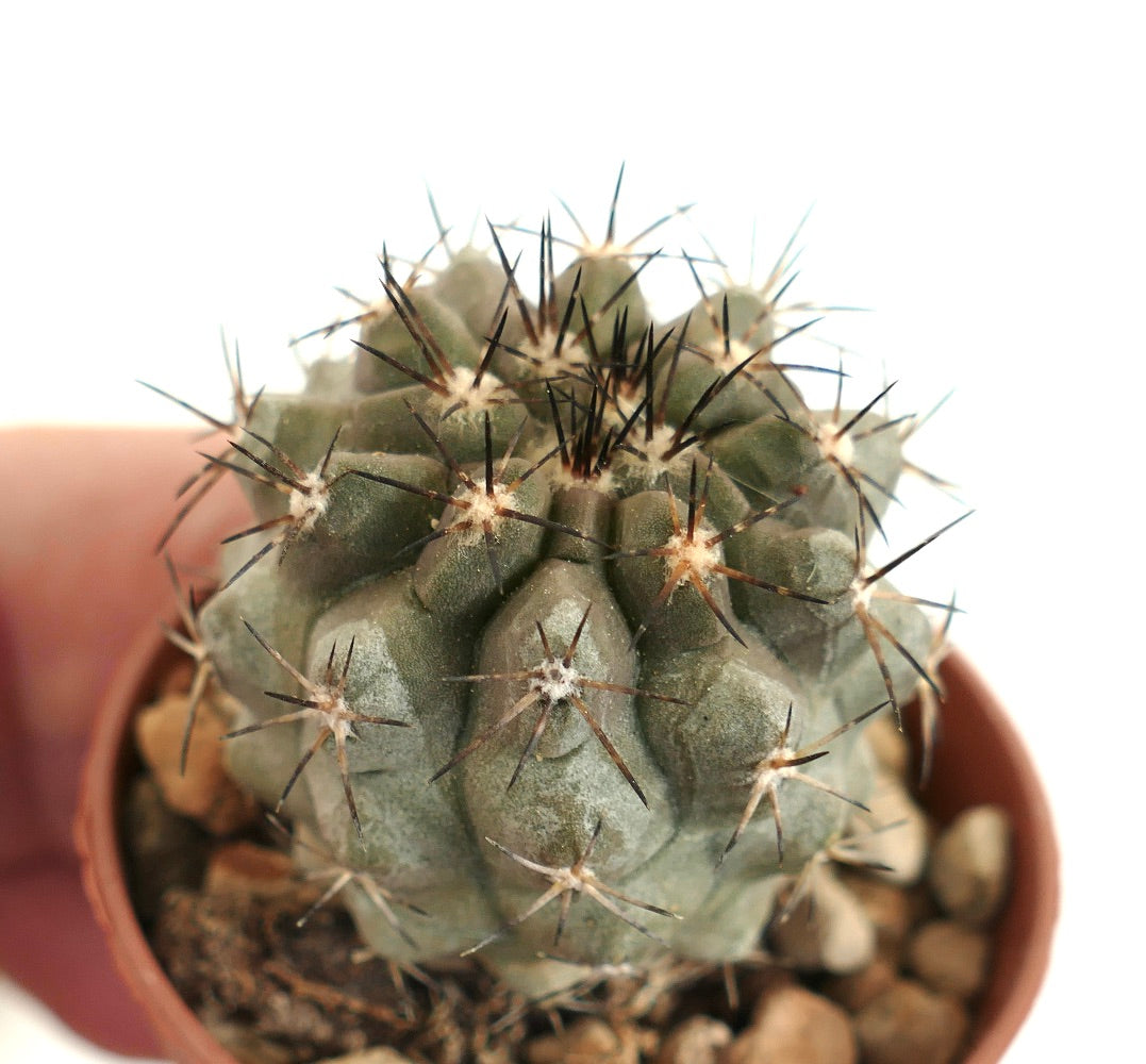 Copiapoa desertorum x serpentisulcata TX6 raro cactus con spine scure e tubercoli grigio-verdi