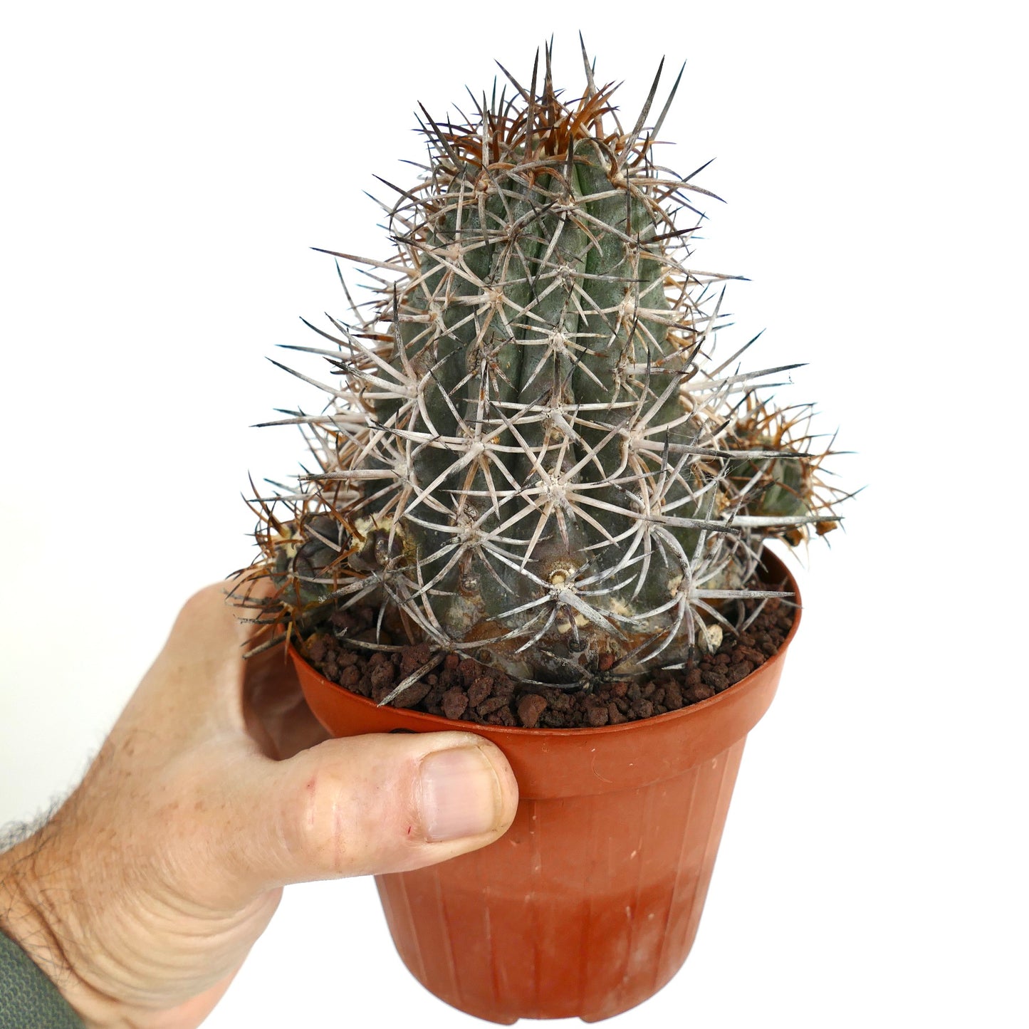 Copiapoa dura CLUSTER