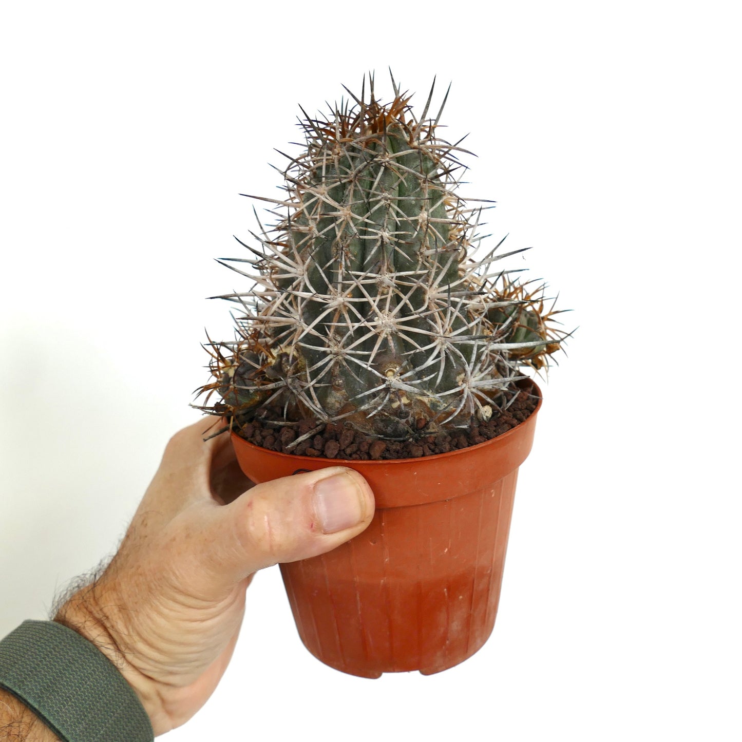 Copiapoa dura CLUSTER