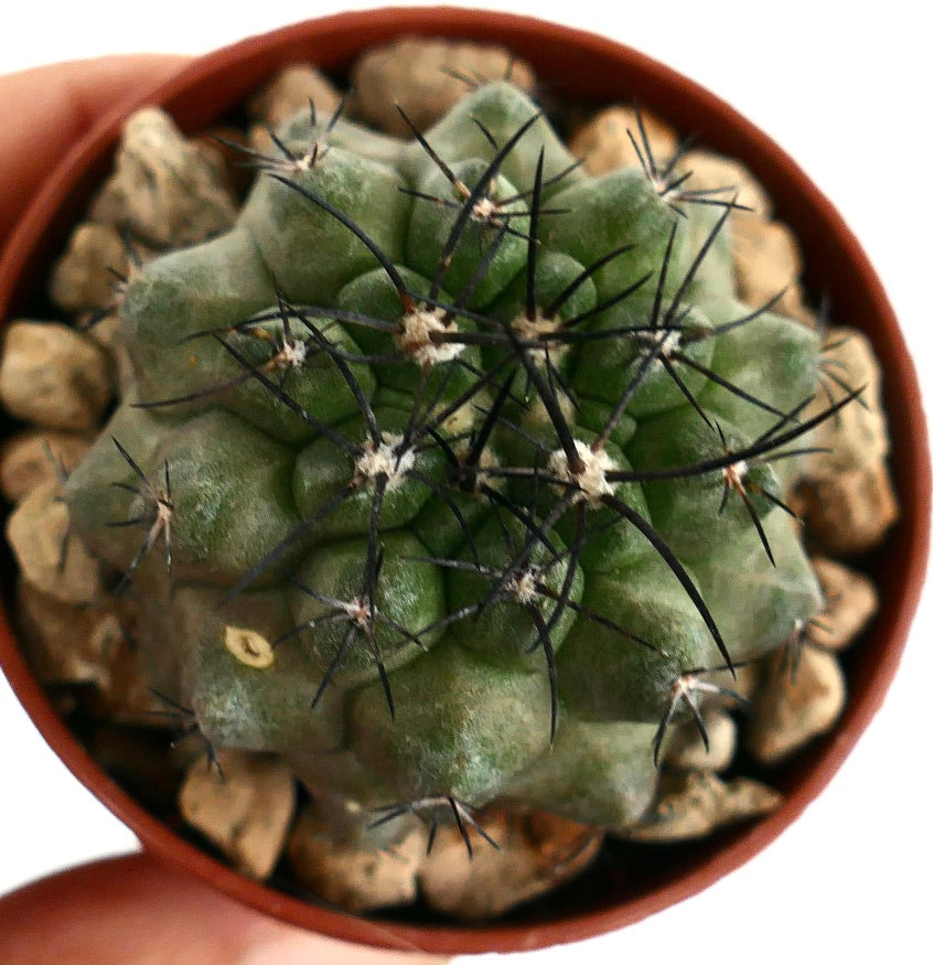 Copiapoa dura rare succulent cactus with thick green body and long black spines