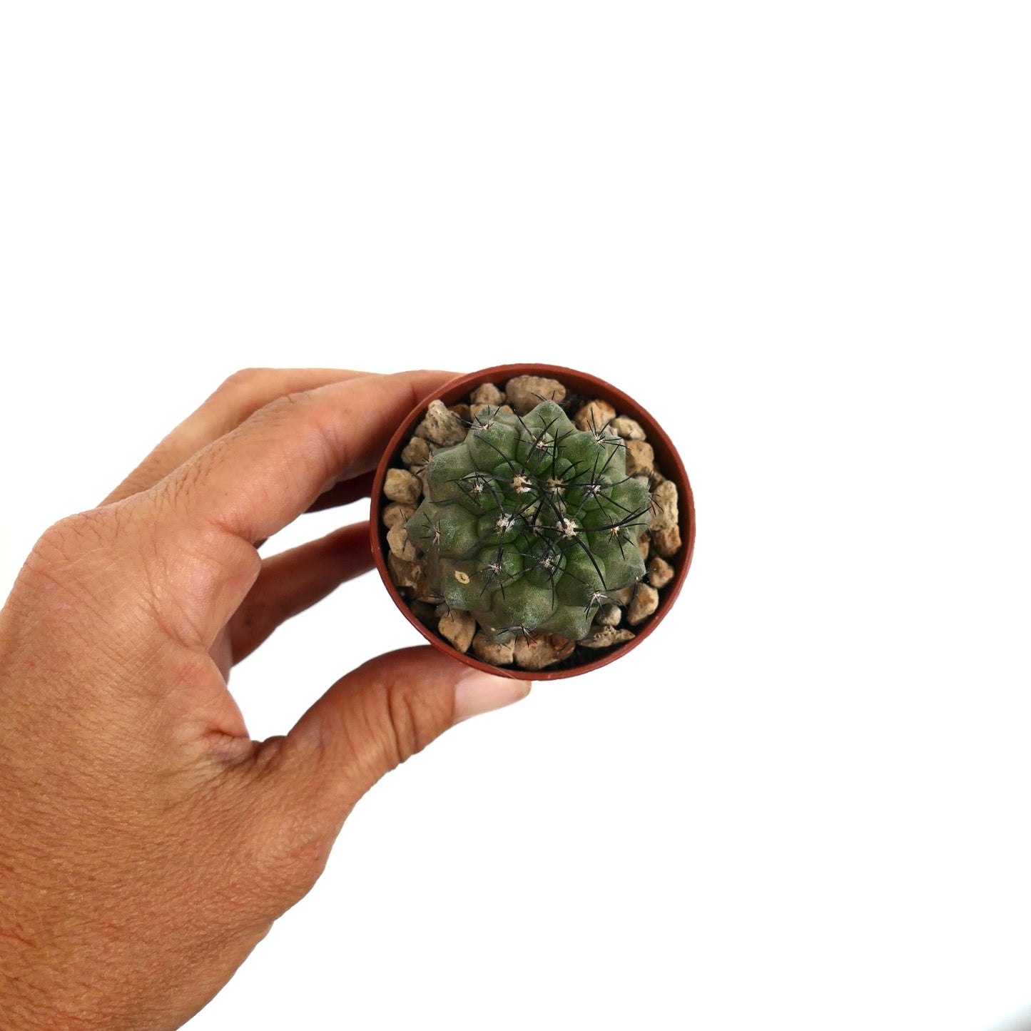 Copiapoa dura rare succulent cactus with thick green body and long black spines