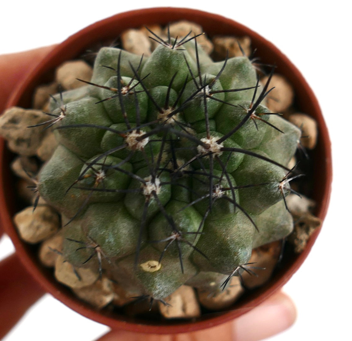 Copiapoa dura 23 rare succulent cactus with thick green body and long black spines