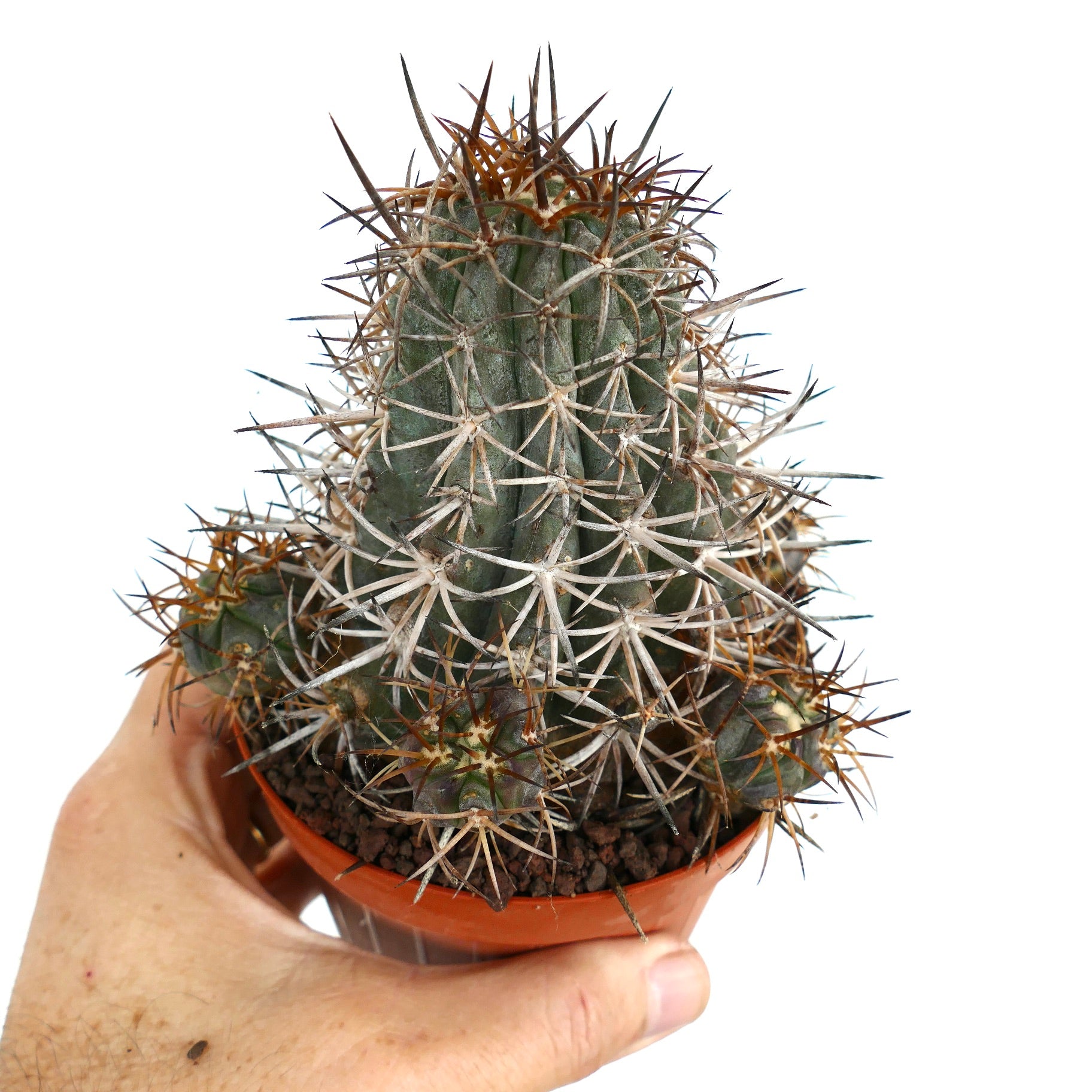 Copiapoa dura | Botanical Archive | Unique Cactus Discoveries