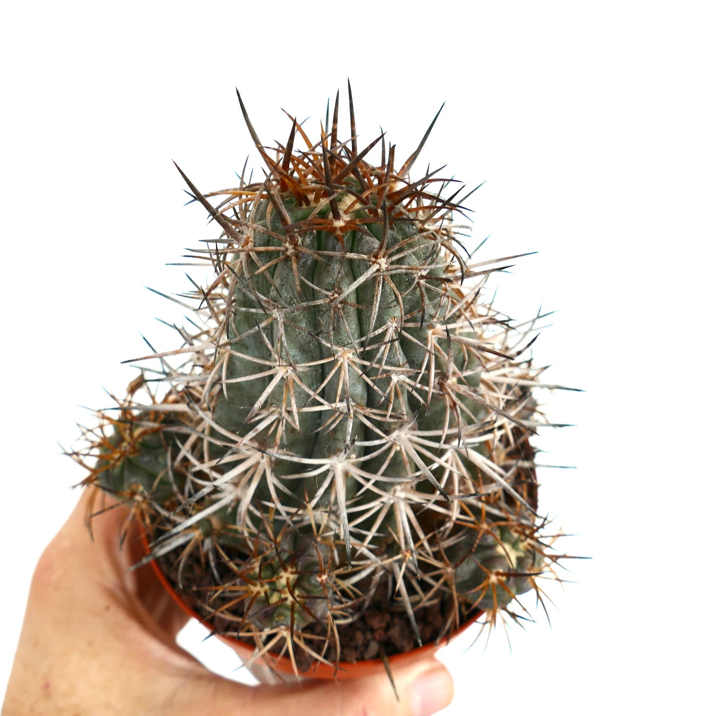 Copiapoa dura CLUSTER