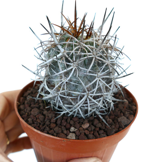 Copiapoa dura