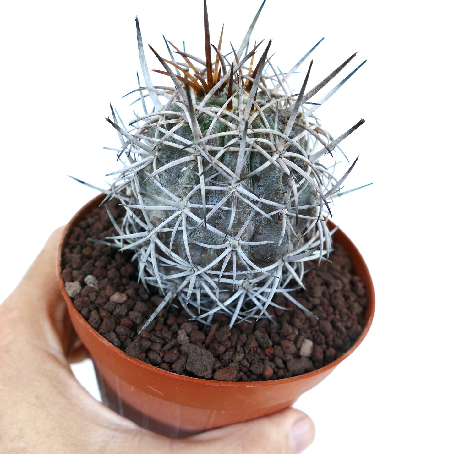 Copiapoa dura