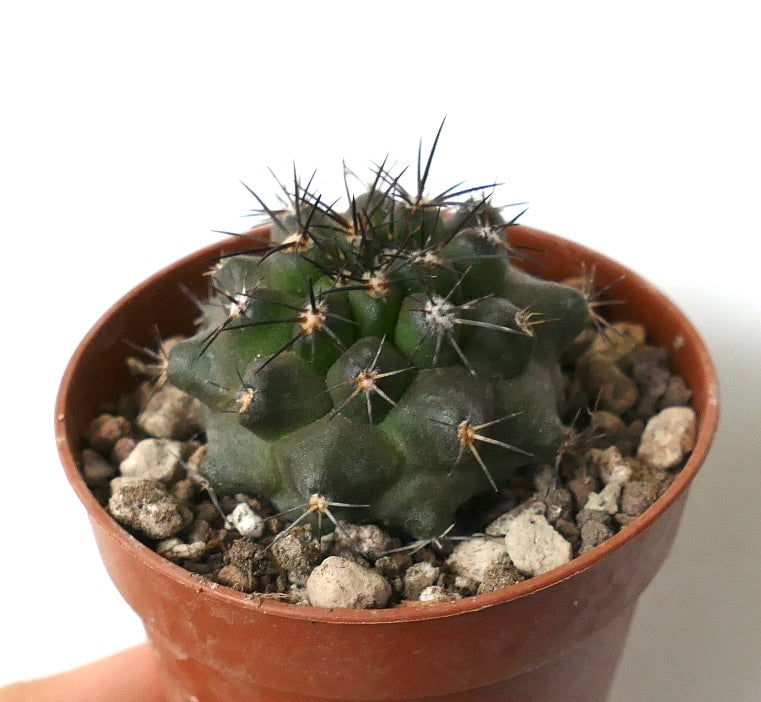 Copiapoa dura Collection | Botanical Archive | Buy Now From Us