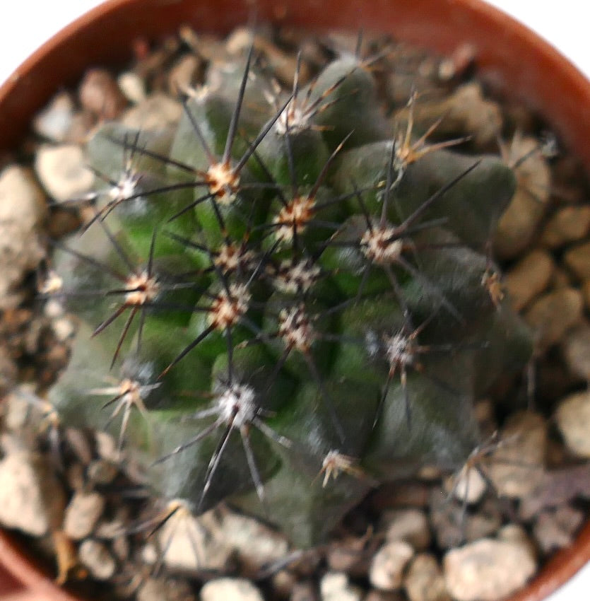 Copiapoa dura small green cactus with long black spines in rocky soil