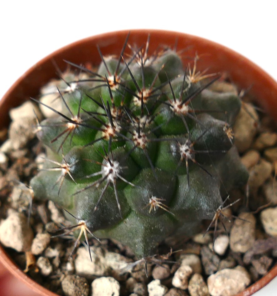 Copiapoa dura small green succulent cactus with long dark spines in pot