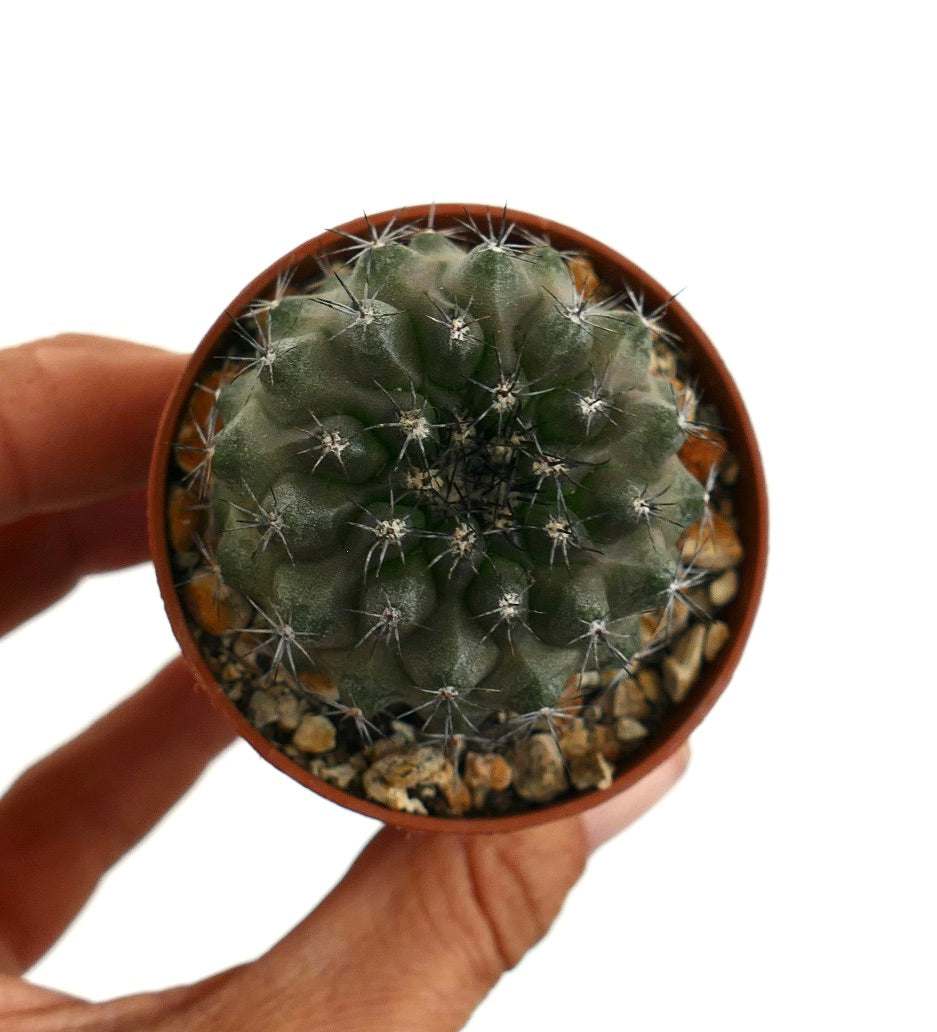 Copiapoa dura E26 rare small cactus succulent with dense sharp spines in pot