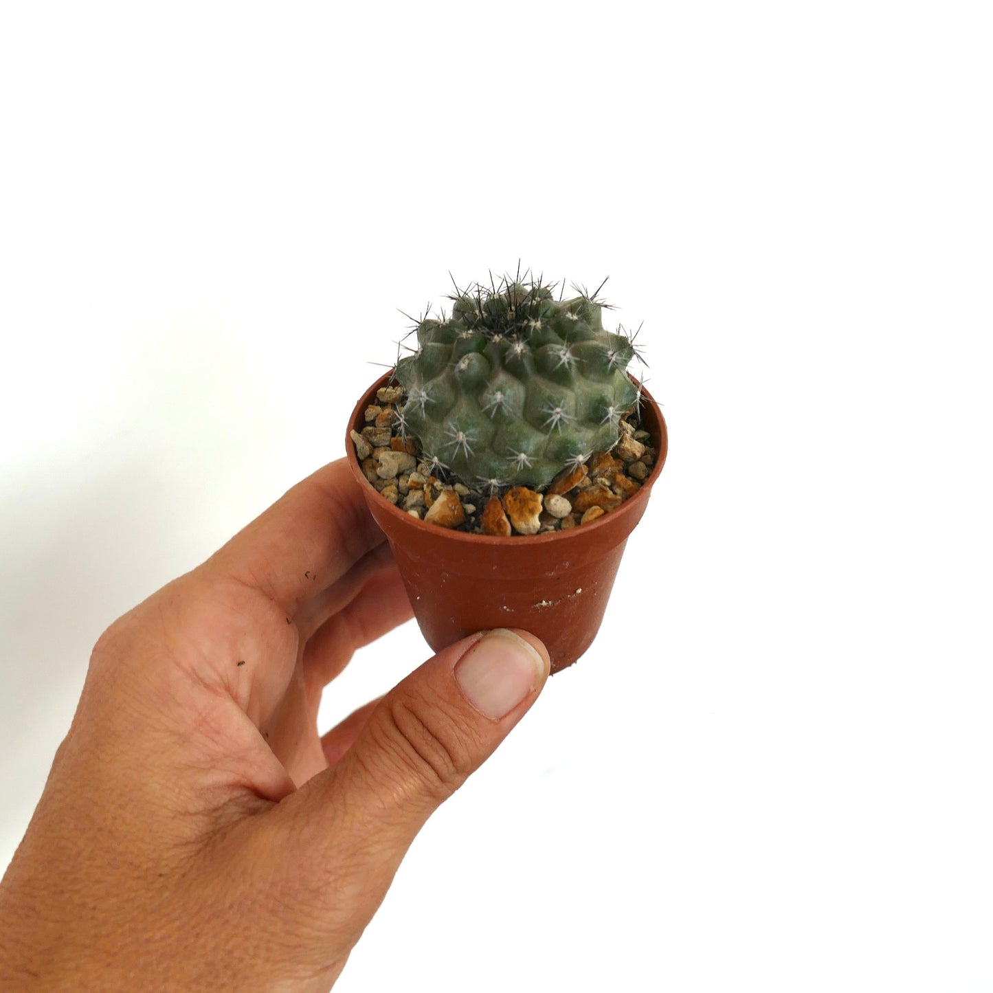 Copiapoa dura E26 rare succulent cactus with dense black spines in small pot