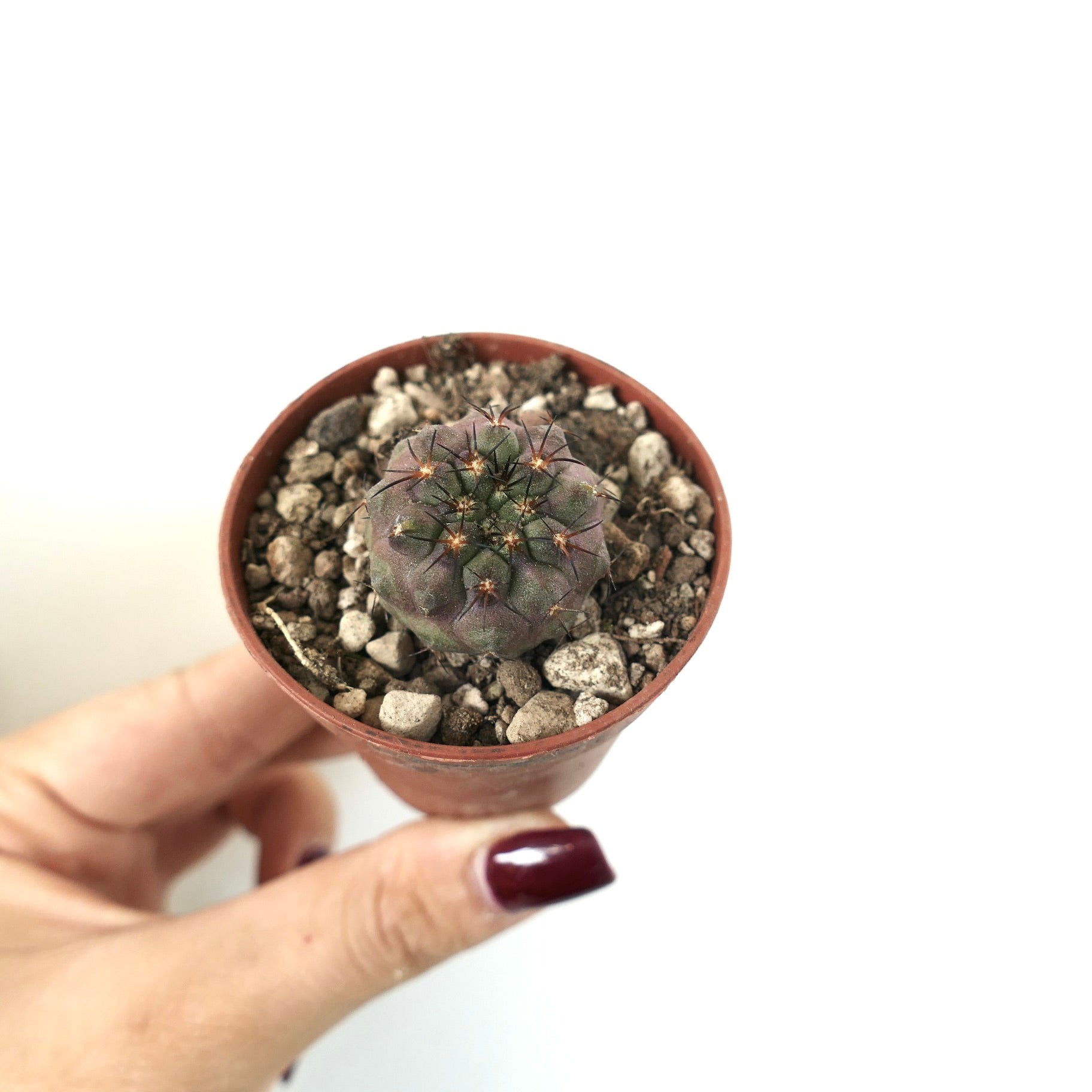 Copiapoa serpentisulcata petit cactus succulent rond avec des épines foncées en pot