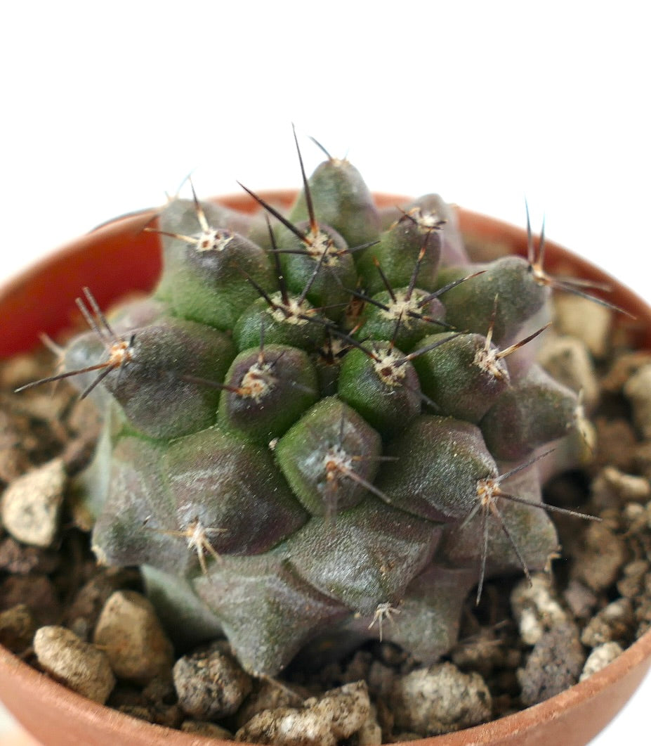 Copiapoa dura succulent cactus with dark spines and textured green body in pot
