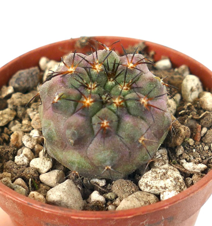 Petit cactus succulent rond Copiapoa serpentisulcata avec des épines foncées et un corps vert-violacé en pot