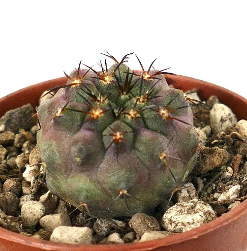 Copiapoa serpentisulcata rare cactus succulent avec épines sombres et tubercules arrondis en pot