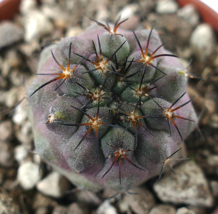Copiapoa serpentisulcata cactus succulent rare avec des épines foncées et un corps vert violet
