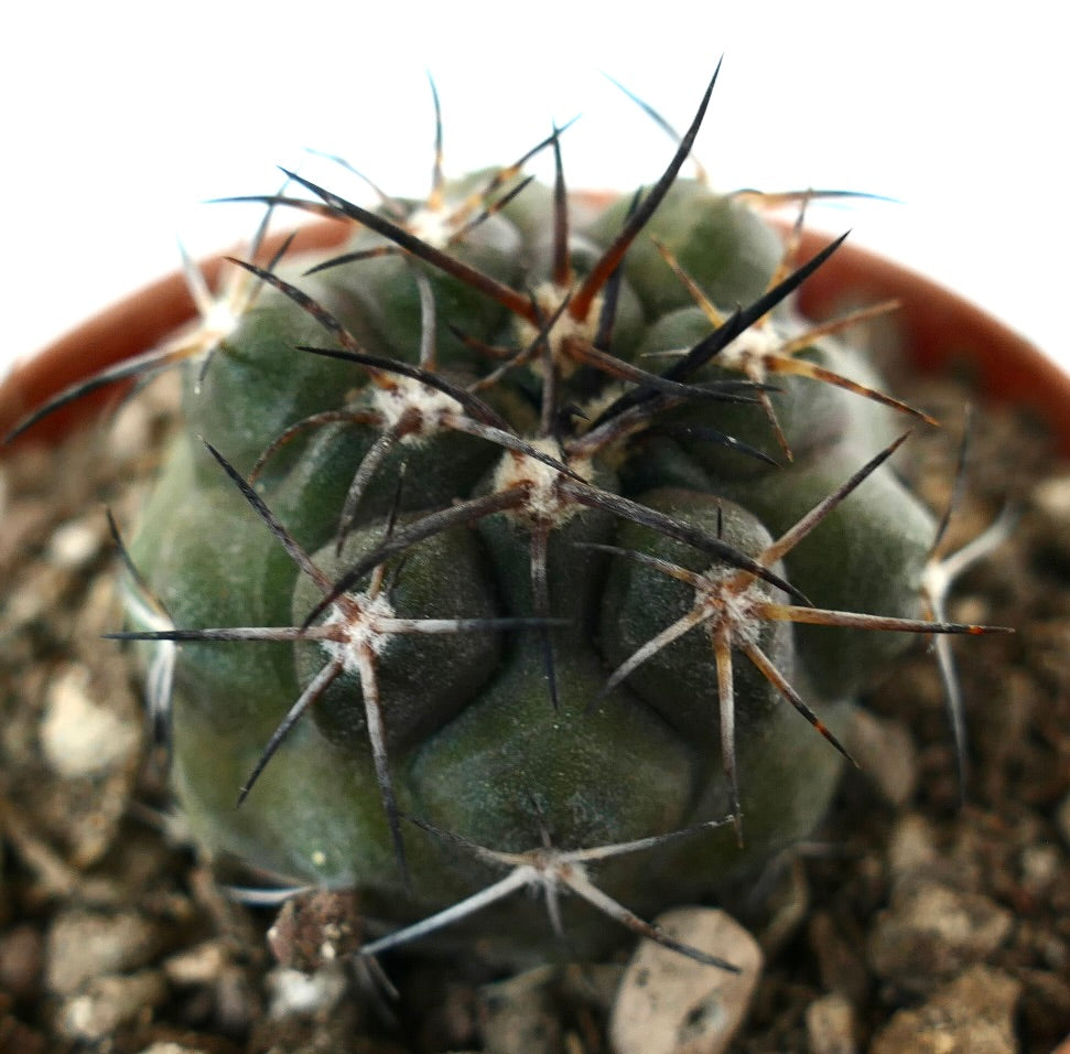 Copiapoa dura kleine sukkulente Kaktee mit dunklen, scharfen Stacheln und rundem grünem Körper