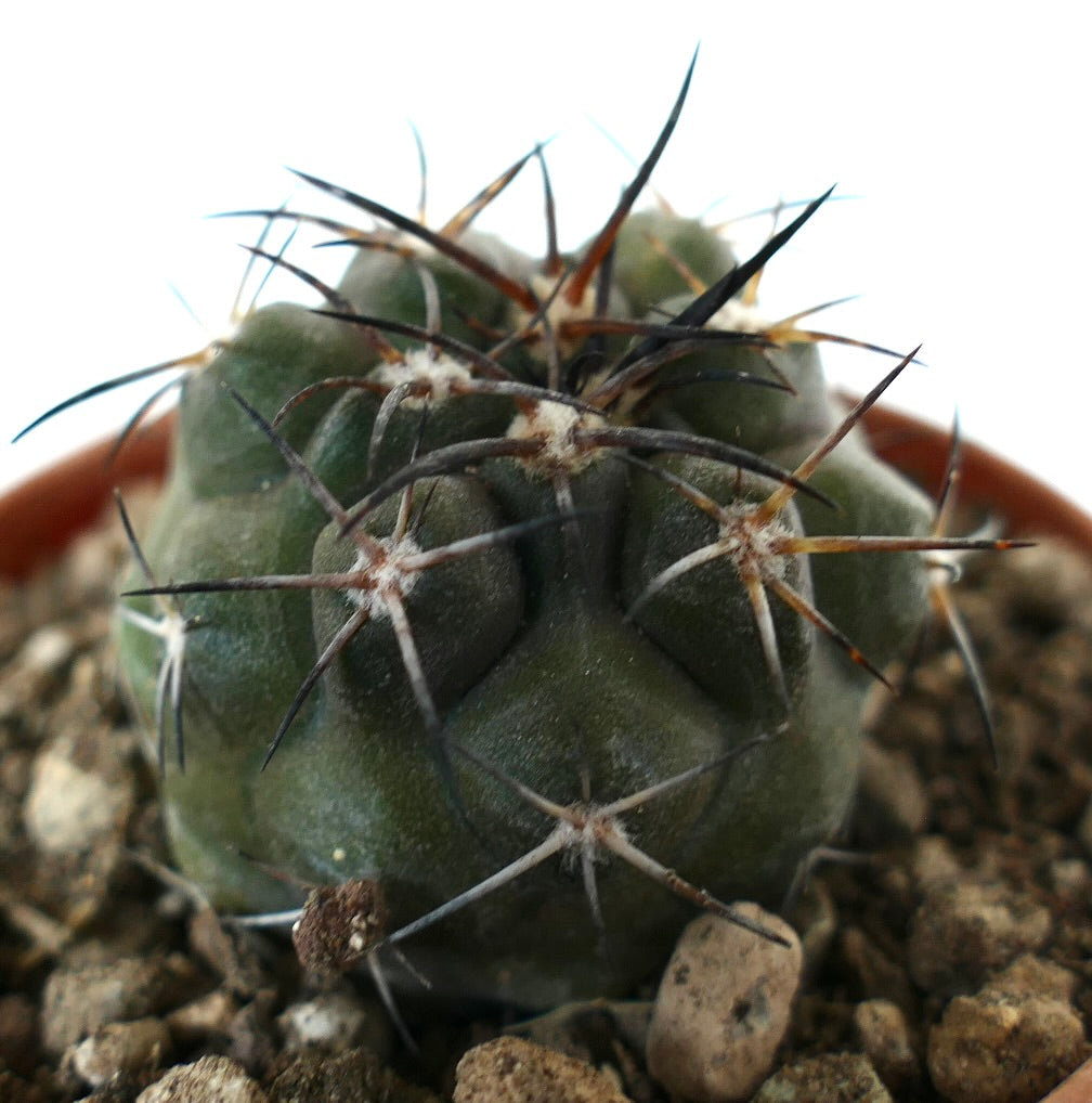 Kleiner grüner Kaktus Copiapoa dura mit dicken Stacheln und abgerundeten Warzen im Boden