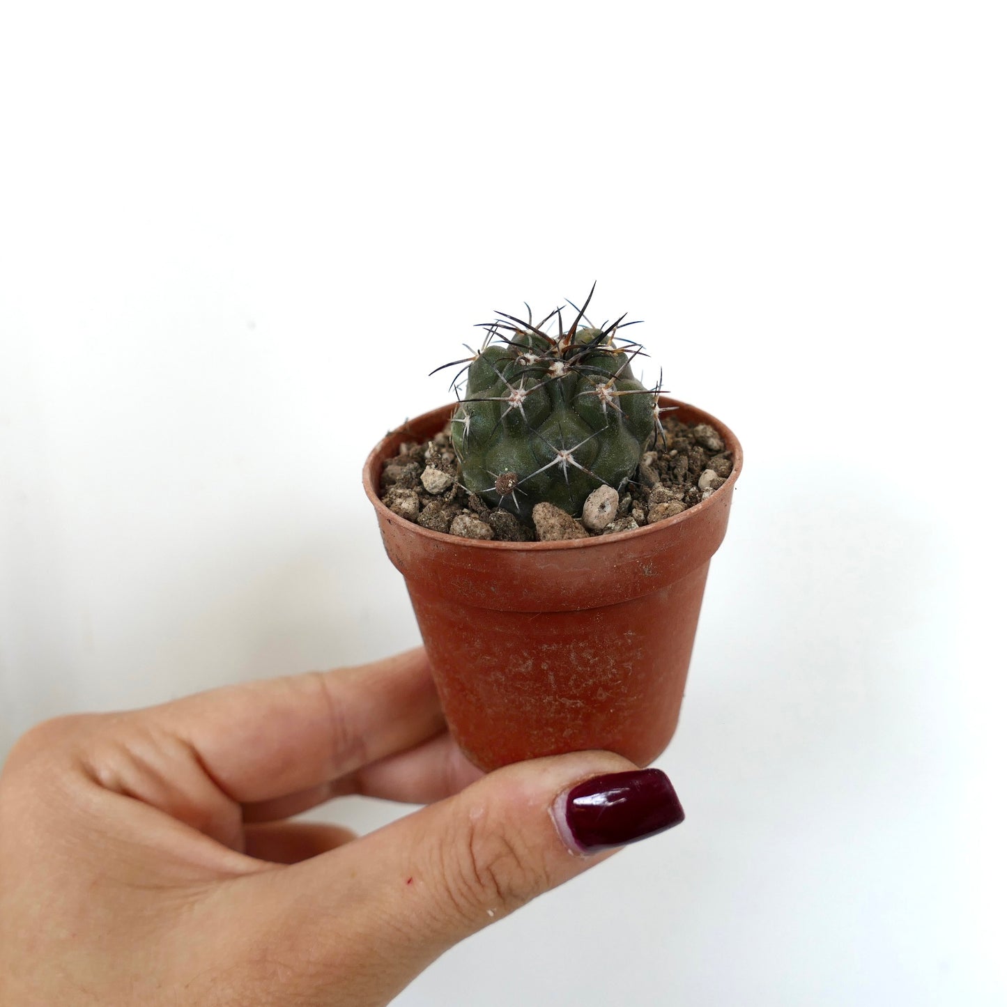 Kleiner dunkelgrüner Copiapoa dura Kaktus mit scharfen schwarzen Dornen im Terrakottatopf