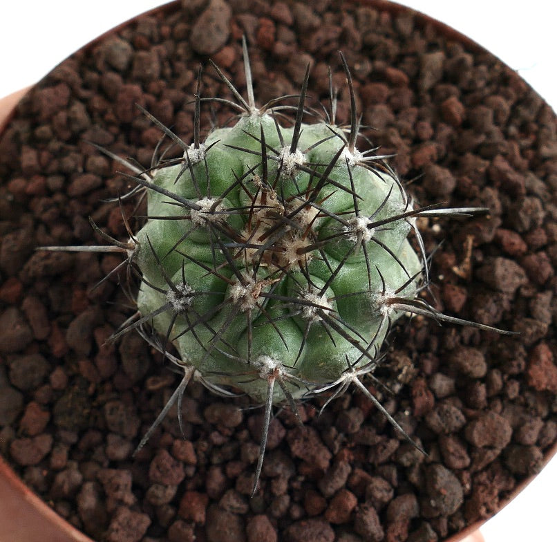 Copiapoa dura X Copiapoa cinerea