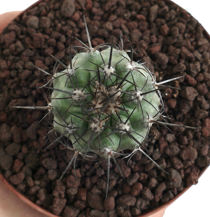 Copiapoa dura X Copiapoa cinerea