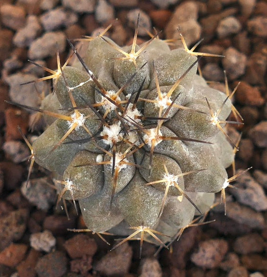 Copiapoa dura X Copiapoa cinerea Sukkulente Kaktee mit langen braunen Dornen und strukturierter Oberfläche