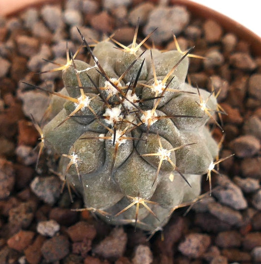 Copiapoa dura X Copiapoa cinerea seltener Kaktus mit braunen und schwarzen Stacheln auf grau-grünem Körper