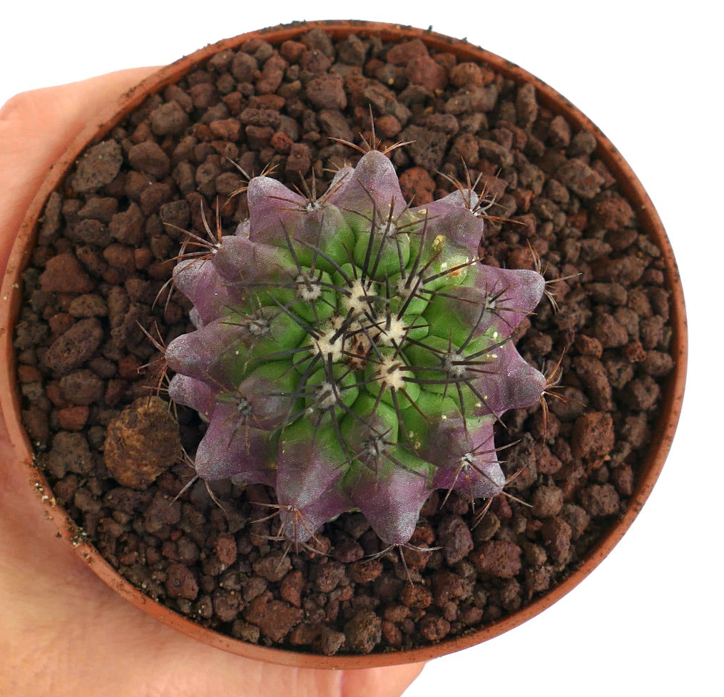 Copiapoa dura X griseoviolacea