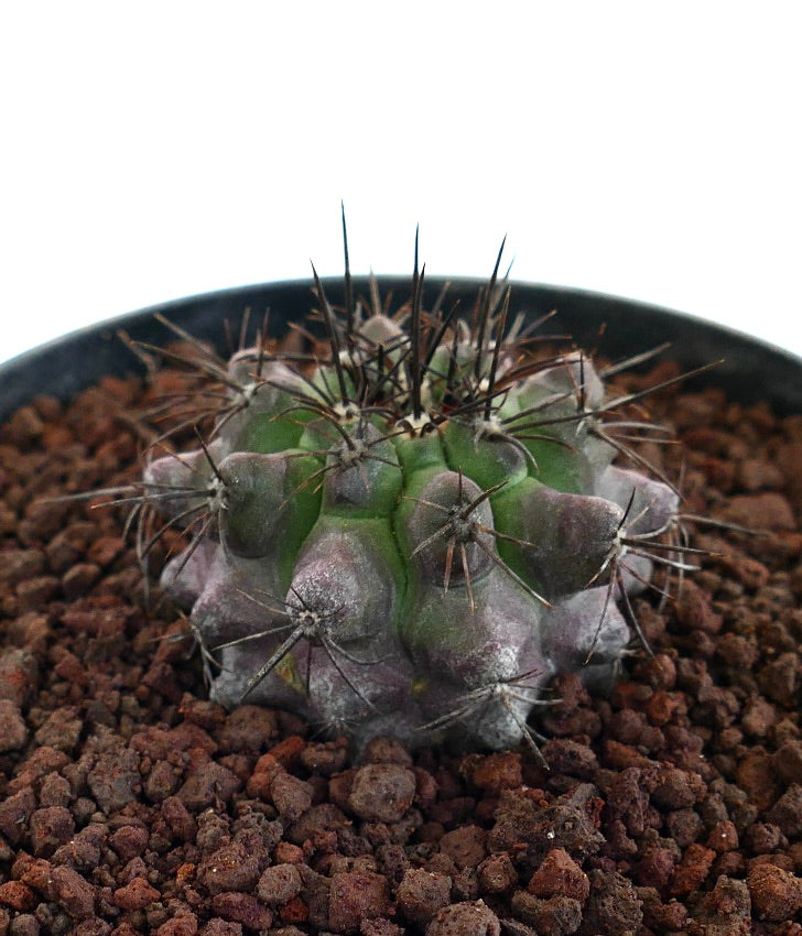 Copiapoa dura X griseoviolacea