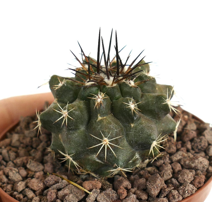 Copiapoa dura dark green succulent cactus with prominent black and white spines in pot