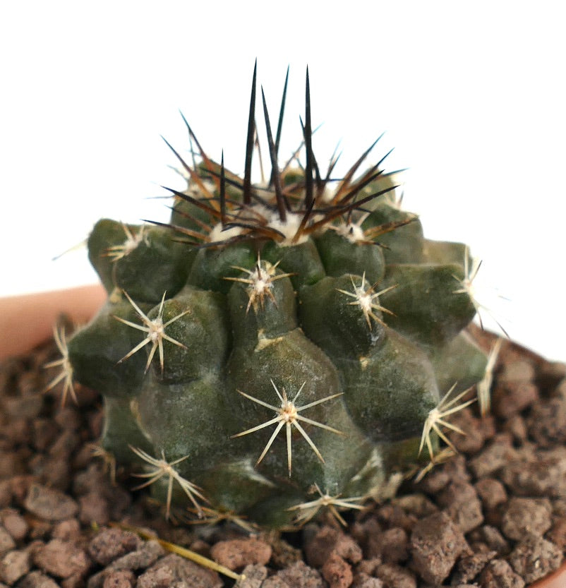 Copiapoa dura small succulent cactus with dark central spines and rounded tubercles