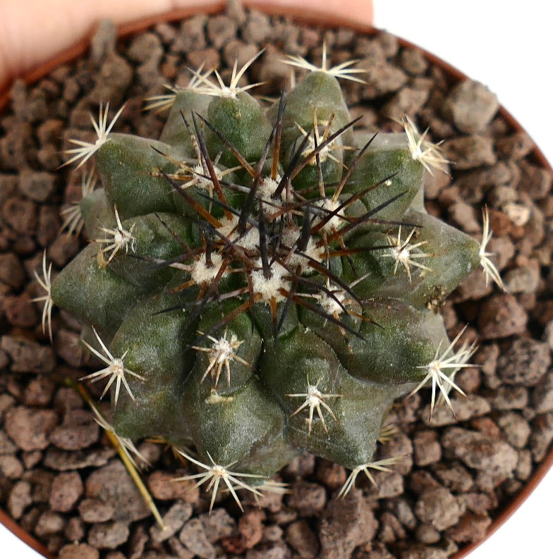 Copiapoa dura succulent cactus with dark central spines and white radial spines in pot