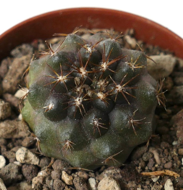 Copiapoa dura small succulent cactus with dark green rounded ribs and brown spines in soil