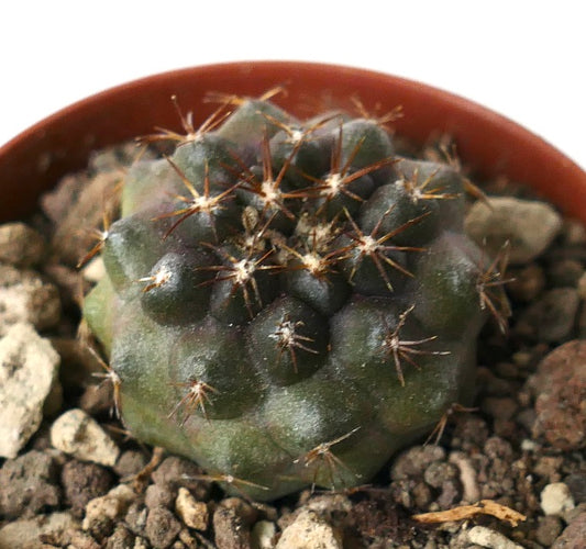 Copiapoa dura small succulent cactus with dark green rounded tubercles and sharp brown spines