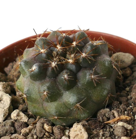 Copiapoa dura small succulent cactus with rounded tubercles and sparse brown spines in soil
