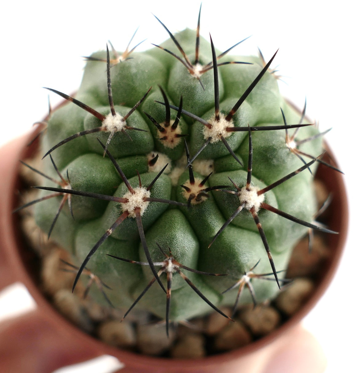 Copiapoa dura x Copiapoa cinerea – Globular green cactus with ribbed body, woolly areoles and clusters of long dark spines, grown in a terracotta pot with mineral substrate, ideal for Copiapoa collectors.