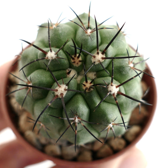 Copiapoa dura x Copiapoa cinerea – Globular green cactus with ribbed body, woolly areoles and clusters of long dark spines, grown in a terracotta pot with mineral substrate, ideal for Copiapoa collectors.
