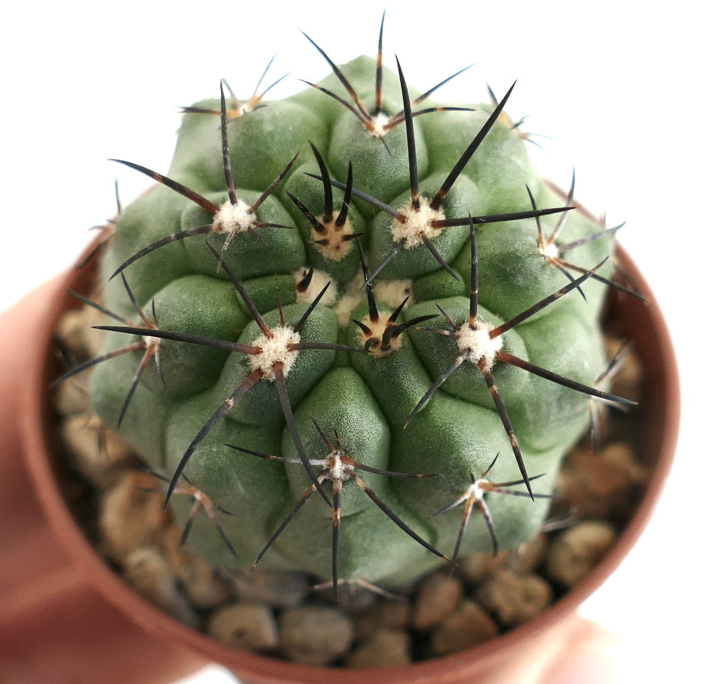 Copiapoa dura x Copiapoa cinerea – Compact cactus with rounded ribs and sharp black spines emerging from white areoles, cultivated in a clay pot with gravel soil, perfect for rare cactus enthusiasts.