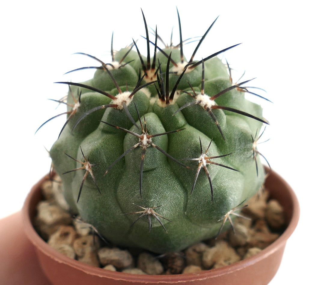 Copiapoa dura x Copiapoa cinerea – Side view of globular hybrid cactus with segmented surface and long radial spines, displayed in a terracotta pot with rocky substrate, a desirable Copiapoa hybrid for collectors.