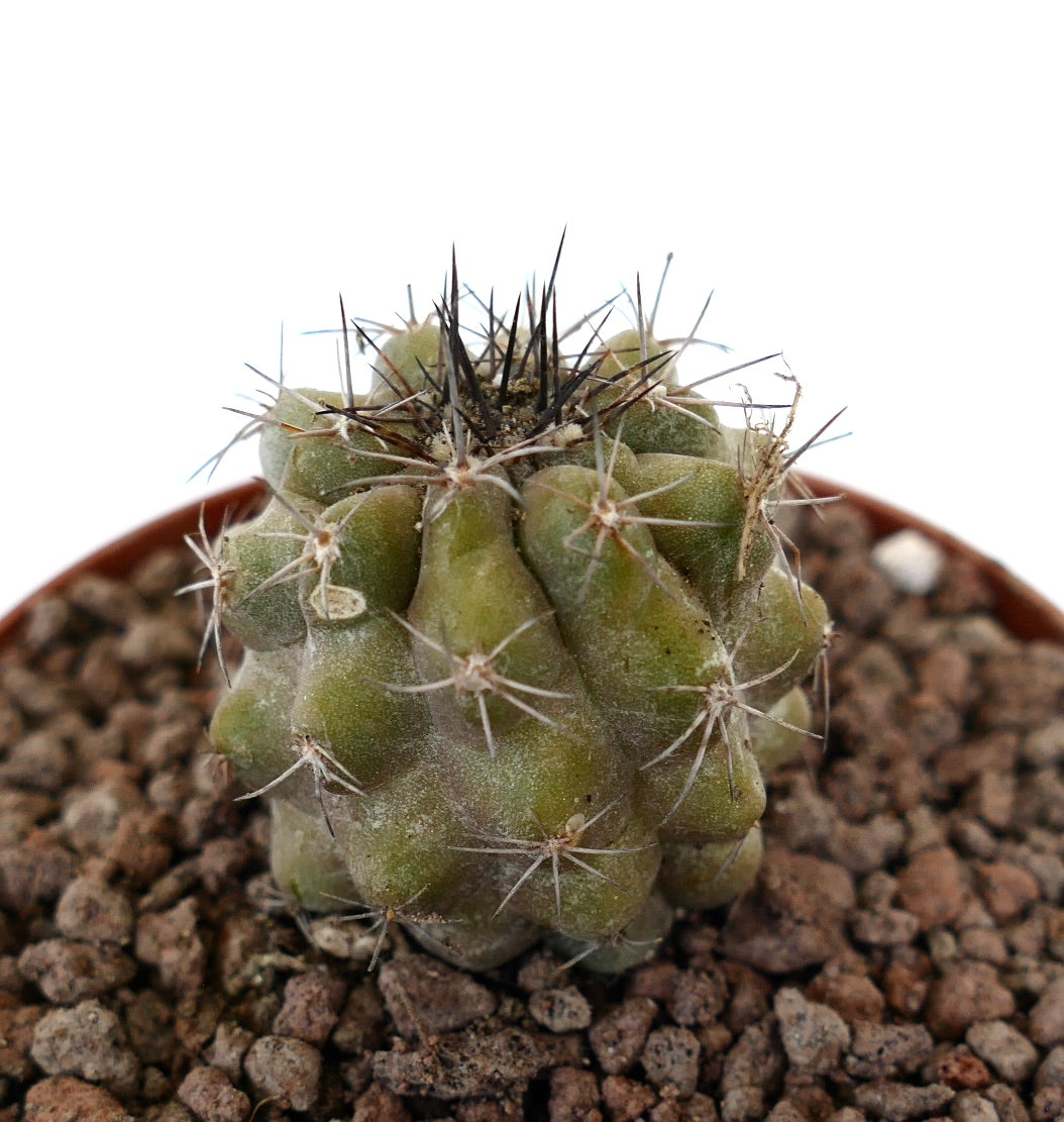 Copiapoa dura x antofagasta small succulent cactus with thick spines and textured green body