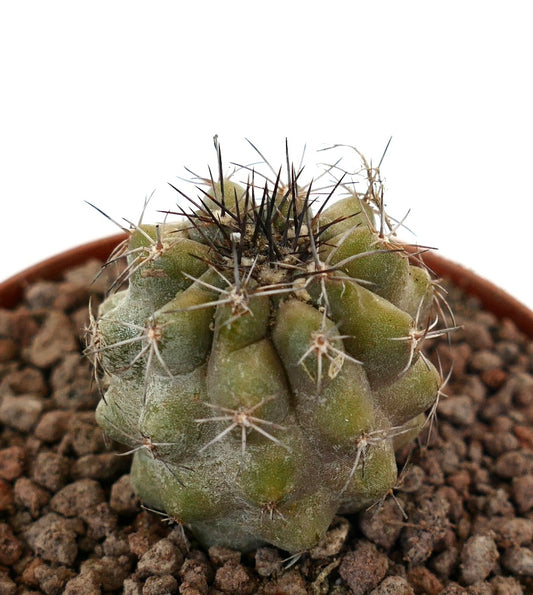 Copiapoa dura x antofagasta liten sukkulent kaktus med tette tagger og avrundede knoller