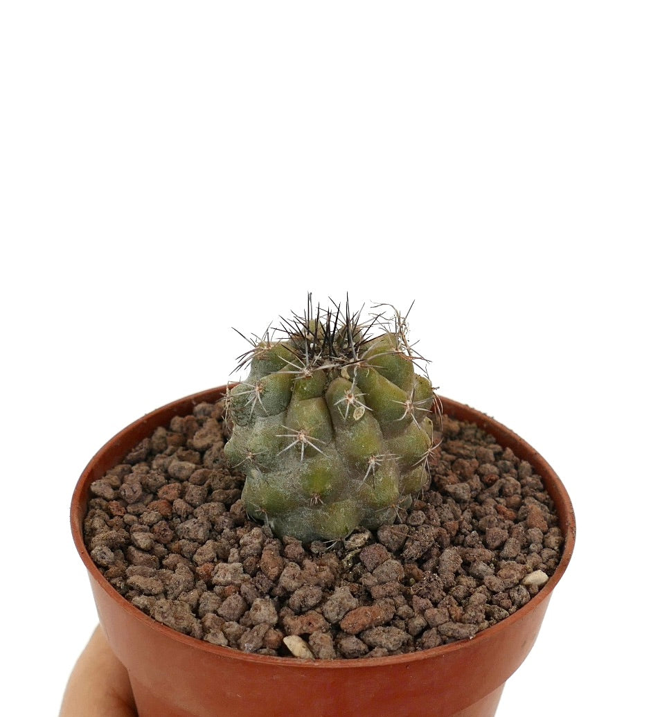 Copiapoa dura Hybrid | Botanical Archive | Exotic Succulent Care Tips