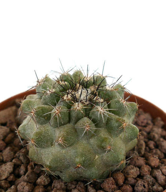 Copiapoa dura x continua liten rund kaktus med tette pigger og teksturert grønn overflate