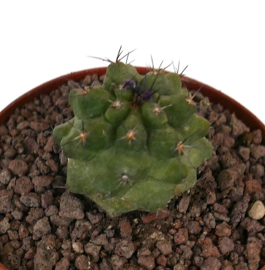 Kleiner grüner Kaktus Copiapoa dura x Copiapoa cinerea mit kurzen Dornen und strukturierter Oberfläche im Topf