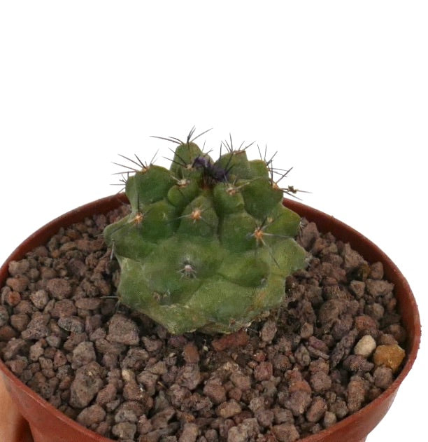 Kleiner grüner Sukkulenten-Kaktus Copiapoa dura x Copiapoa cinerea mit kurzen Stacheln im Topf