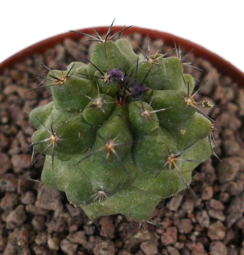 Kleiner grüner Kaktus Copiapoa dura x Copiapoa cinerea mit scharfen schwarzen Dornen und gerippter Struktur