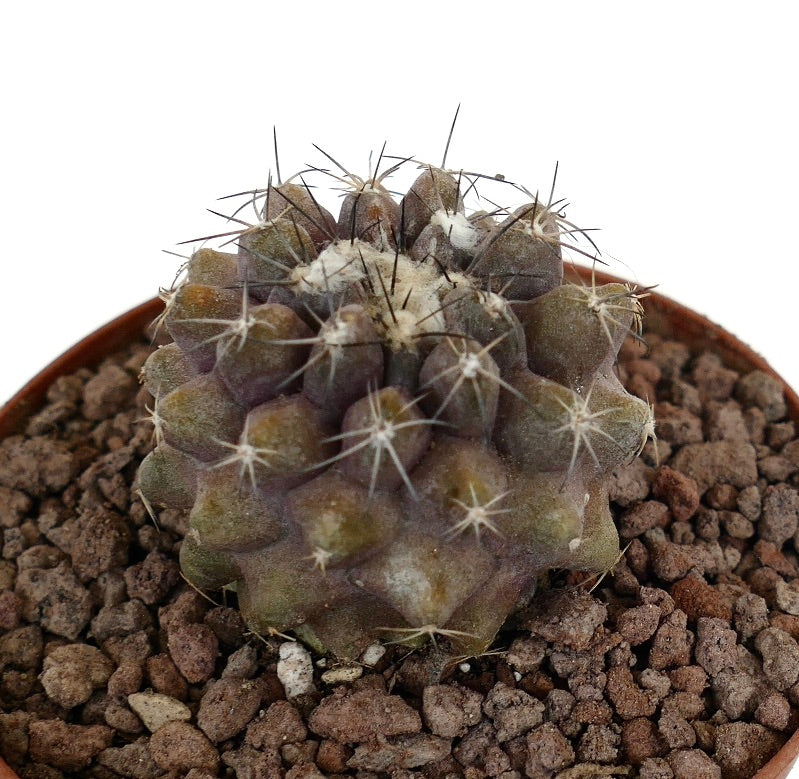 Copiapoa dura x humilis, cactus succulento con tubercoli arrotondati e spine scure in vaso