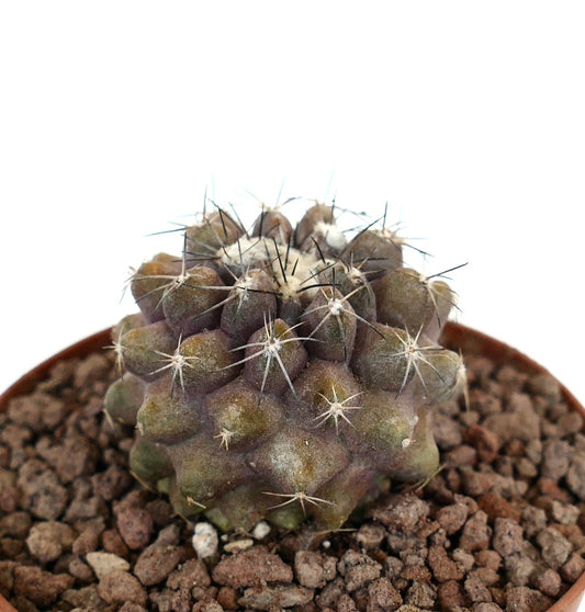 Copiapoa dura x humilis liten rund sukkulent kaktus med mørke torner og teksturert overflate