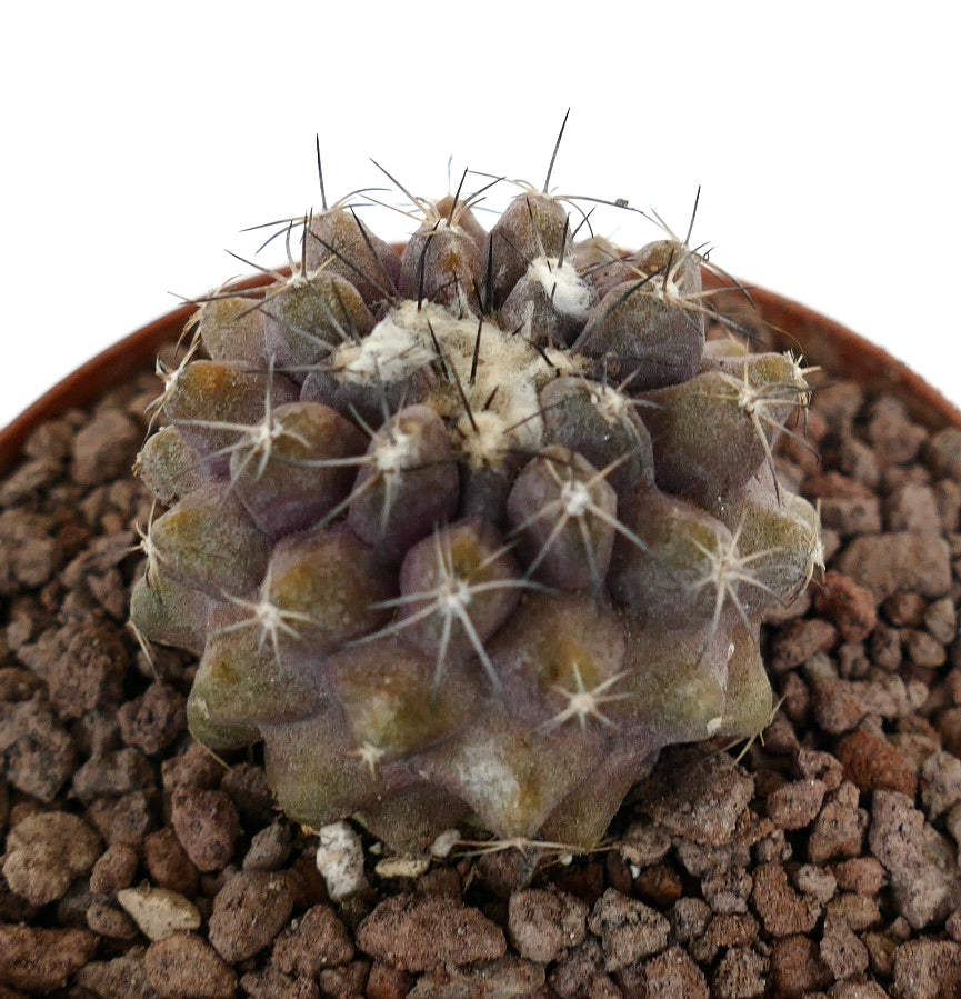 Copiapoa dura x humilis, cactus succulento con tubercoli arrotondati e spine lunghe e rade in vaso